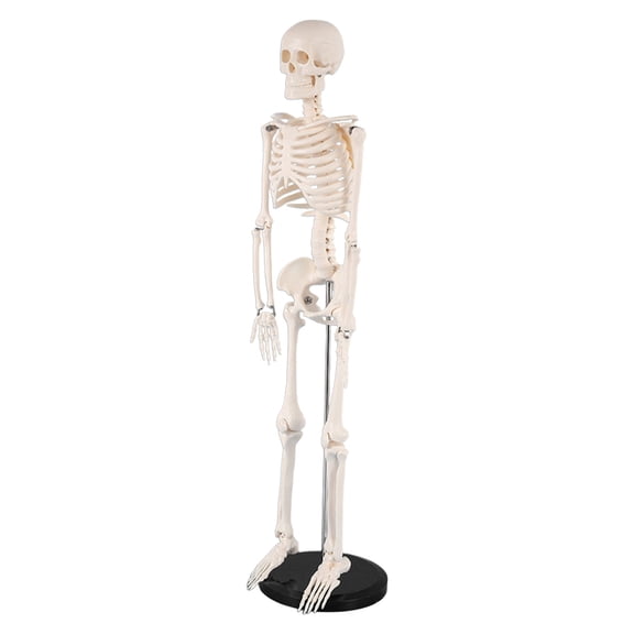 Anatomical Human Skeleton Model Movable Arms Legs 33.5 Inch with Metal Holder for Hospital Lecture Education Use