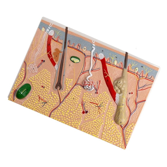 Anatomical Human Skin Model Human Skin Structure Anatomical Model