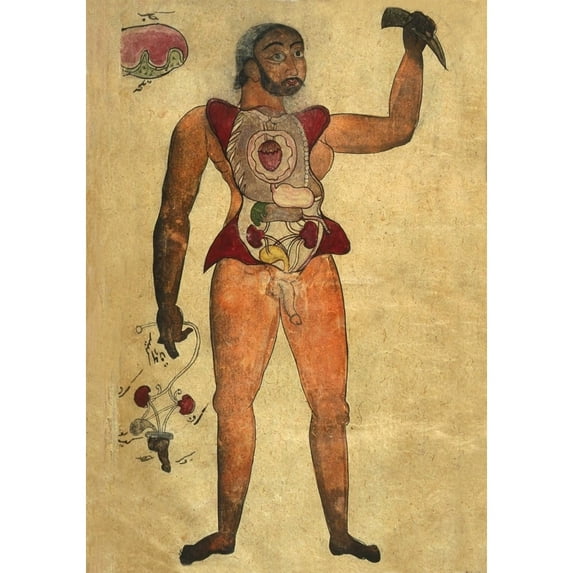 Anatomical Illustration Of A Male Figure With His Abdomen And Chest Opened To Reveal The Internal Organs. His Right Hand