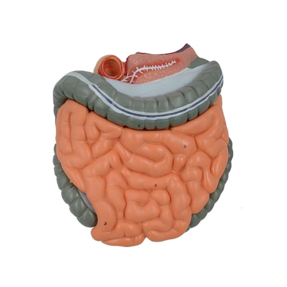 Anatomical Large Intestine Cecum Model for Medical Research, Human Digestive System Anatomy Model with Remvable Parts