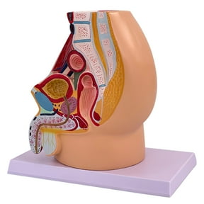 Male Pelvic Cavity Anatomy Model Anatomical Male Reproductive System Model
