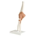 thumbnail image 1 of Anatomical Model: Functional Elbow Joint, 1 of 1