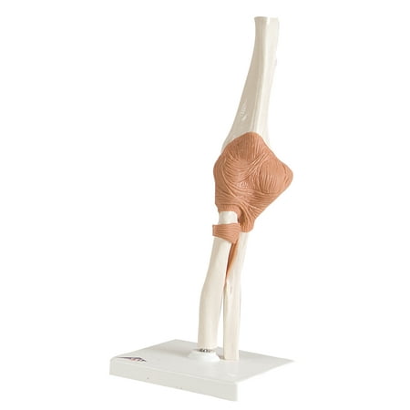 product image of Anatomical Model: Functional Elbow Joint