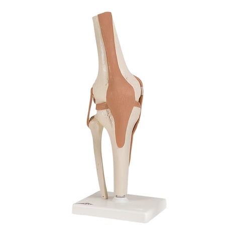 Anatomical model: functional knee joint
