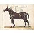 thumbnail image 1 of Anatomical Model Horse Poster Print by Gwendolyn Babbitt (24 x 18), 1 of 1