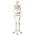 thumbnail image 1 of Anatomical Model: Max the Muscle Skeleton W/ Pelvic on Roller Stand, 1 of 2