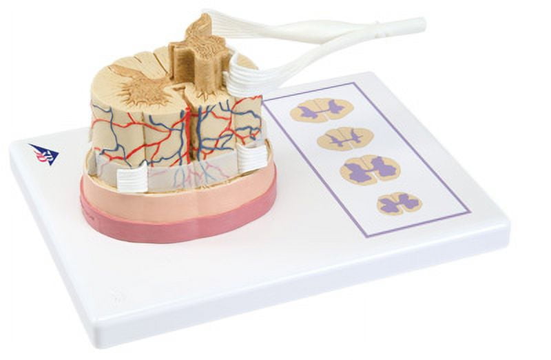 Anatomical Model: Spinal Cord w/Nerve Branches - Walmart.com