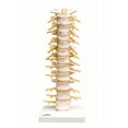 thumbnail image 1 of Anatomical Model: Thoracic Spinal Column, 1 of 1