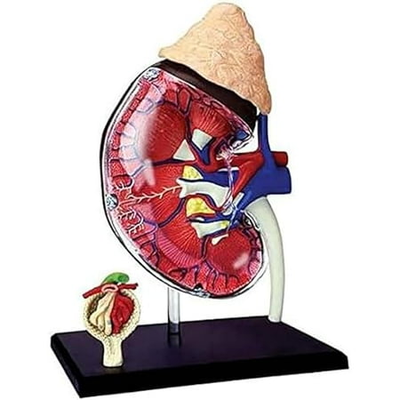 Anatomical Models, 4D Human Kidney Anatomy Model Kit with Detachable 13 Parts Human Anatomy for Students Science Teaching Models Human Models$$Other