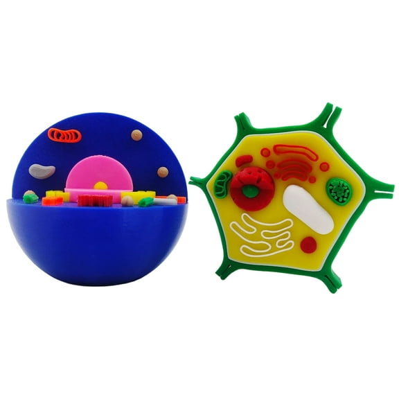 Anatomical Plant Cell Model Biology Classroom Teaching and Plant Cell Model For Lab