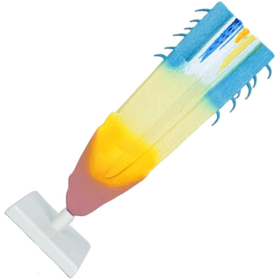 Anatomical Plant Root Model Biology Learning Aid Classroom Teaching Tool