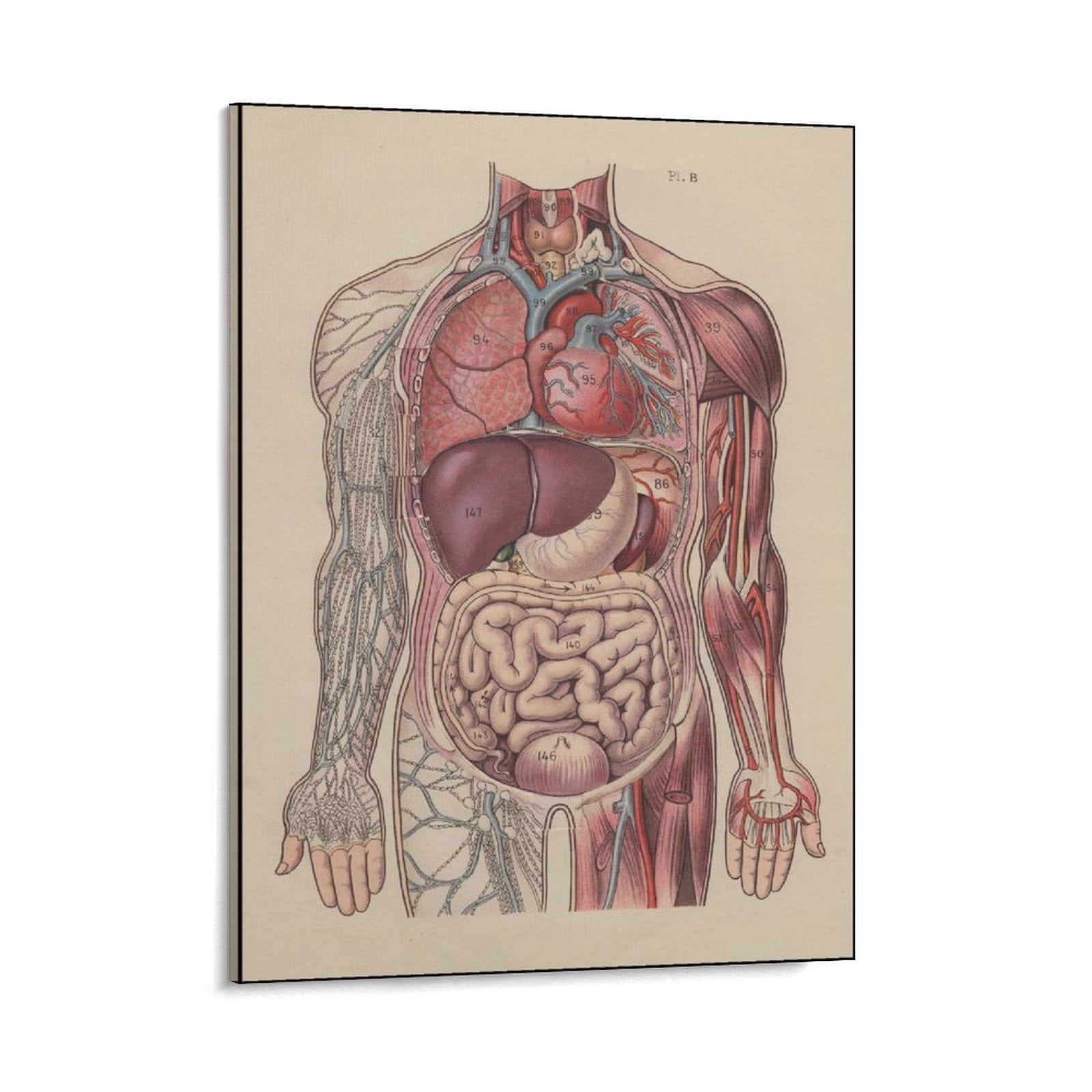 Wall Computer Organs Anatomical Poster Internal Organs And Vascular System Posters Posters ...