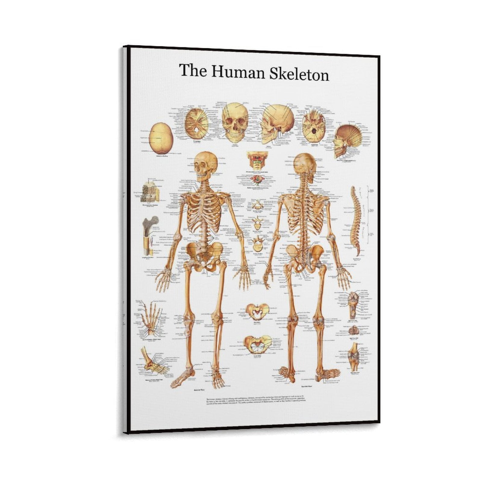 Anatomical Poster The Human Skeleton Posters Picture Print Canvas ...