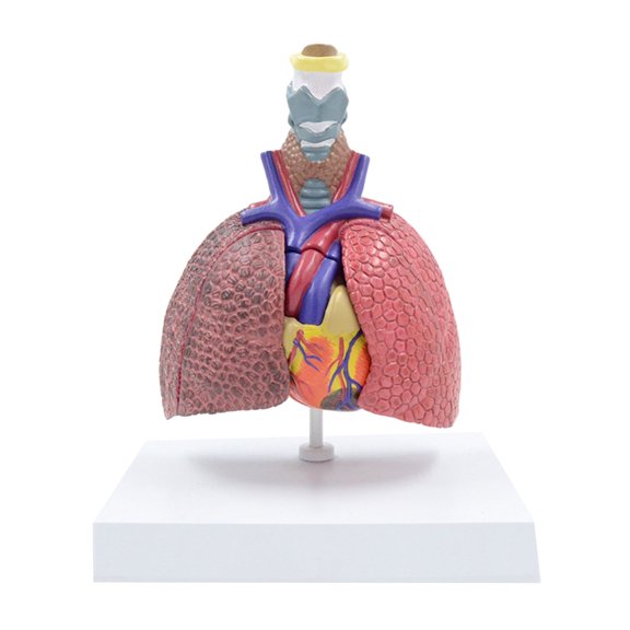 Anatomical Respiratory Model Life Size Pathological Lung Anatomy Model for Diseases Study