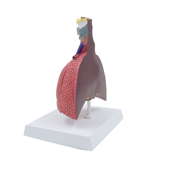 Anatomical Respiratory Model Life Size Pathological Lung Anatomy Model for Diseases Study