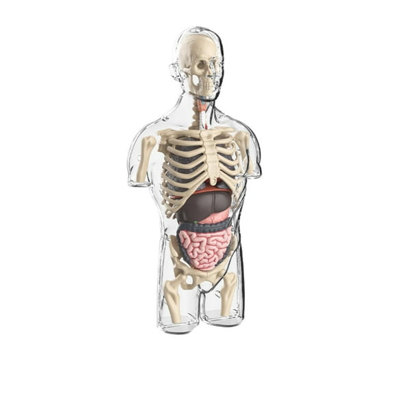 Anatomical Science Style Toy Detachable Anatomy Set - Educational Kit for Classroom Teaching and Laboratory Learning