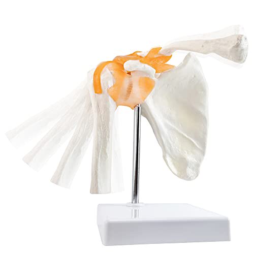 Anatomical Shoulder Joint Model Medical Anatomy Skeleton, Human Shoulder Ligament Anatomy Replica of Norma Shoulder Joint for Doctors Educational Tool Medical Teaching Learning$$Art & Craft