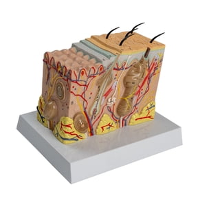 Anatomical Skin Model 3D Skin Teaching Aids Model, Human Skin Anatomy Model Human Skin Structure Anatomical Model