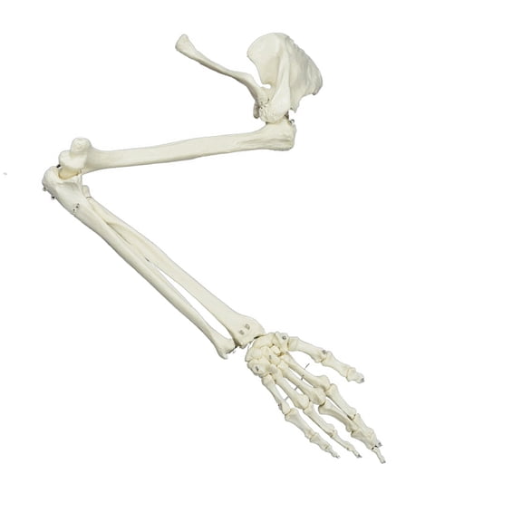 Anatomical Study Life Size Human Arm Joint Study Skeleton Model Human Arm Skeleton Model, Anatomical Human Arm Model
