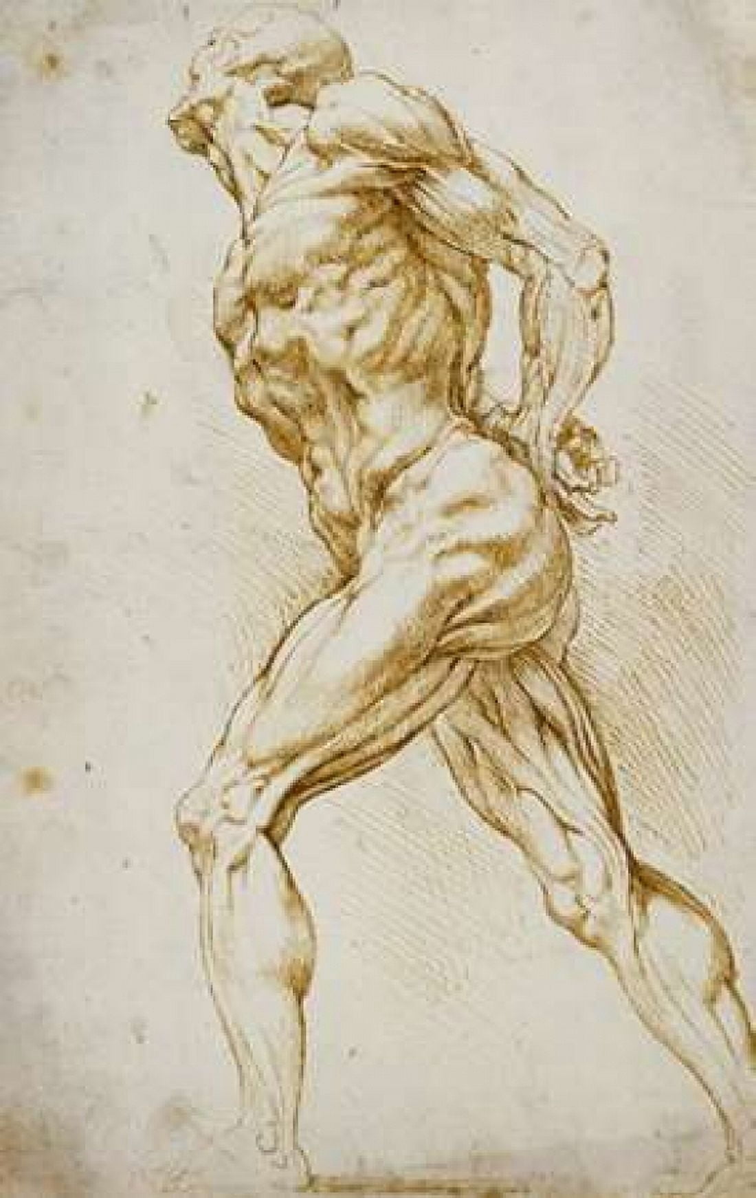 Anatomical Study Nude Male Canvas Art - Peter Paul Reubens (24 x 36)