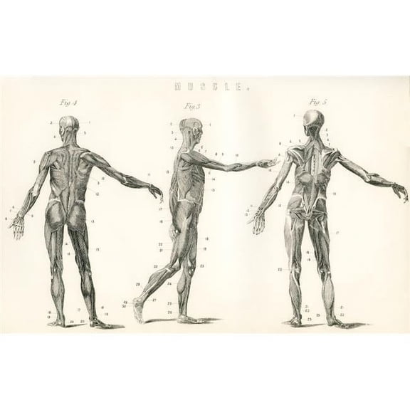 Anatomical Study of Muscle in The Human Body From The National Encyclopaedia Published C.1890 Poster Print