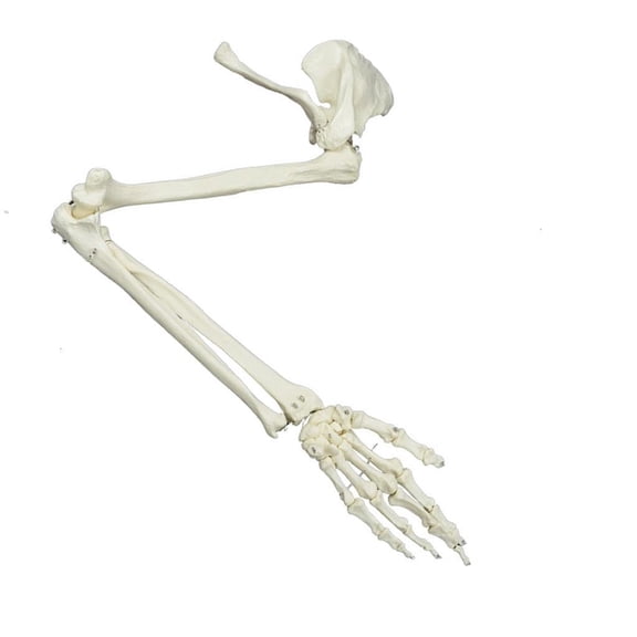 Anatomical Upper Limb Skeleton Model Life Size Skeleton Model, Life Size Human Arm Skeleton Model for Anatomical Study