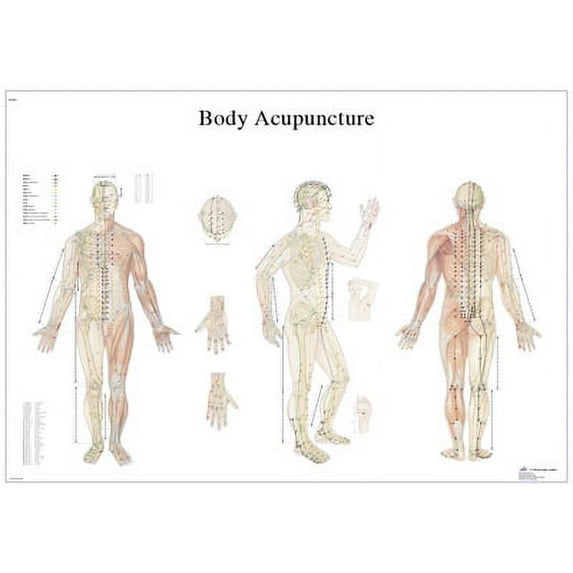 Anatomical chart: acupuncture body, laminated