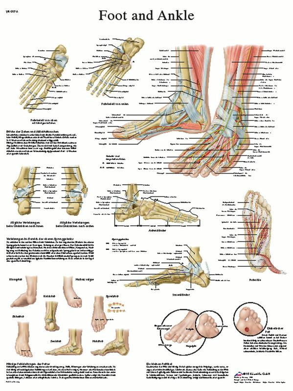 健康・医学 Anatomy of the Foot and ankle 健康・医学 Anatomy of the Foot and ankle Anatomy Of The Foot Ankle