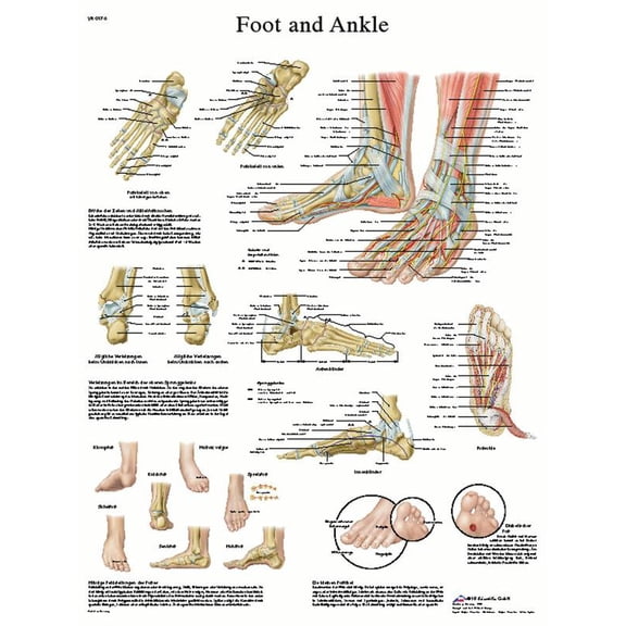 Anatomical chart: foot & ankle, laminated