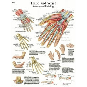 Anatomical chart: hand & wrist, laminated