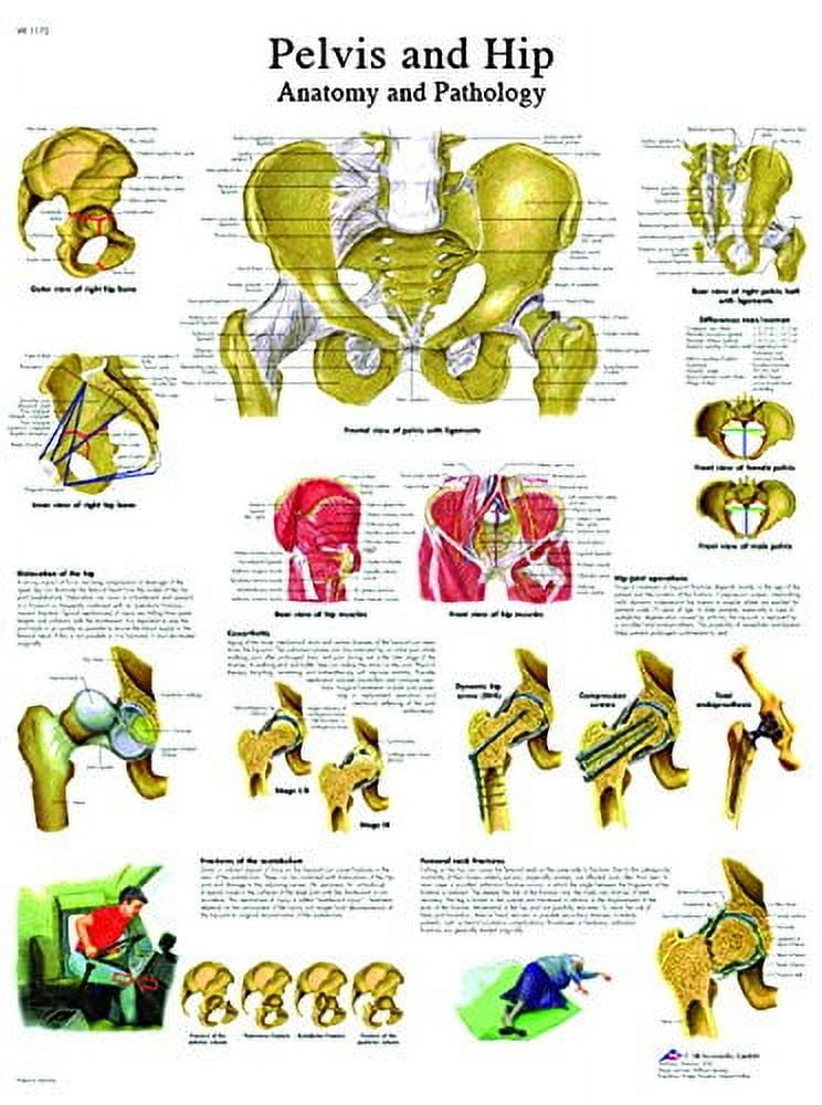 Anatomical chart: hip & pelvis, paper