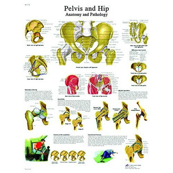 Anatomical chart: hip & pelvis, paper