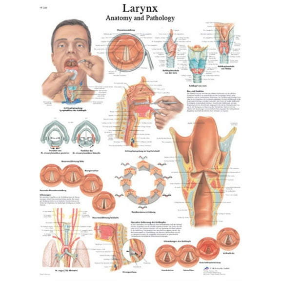 Anatomical chart: larynx, laminated