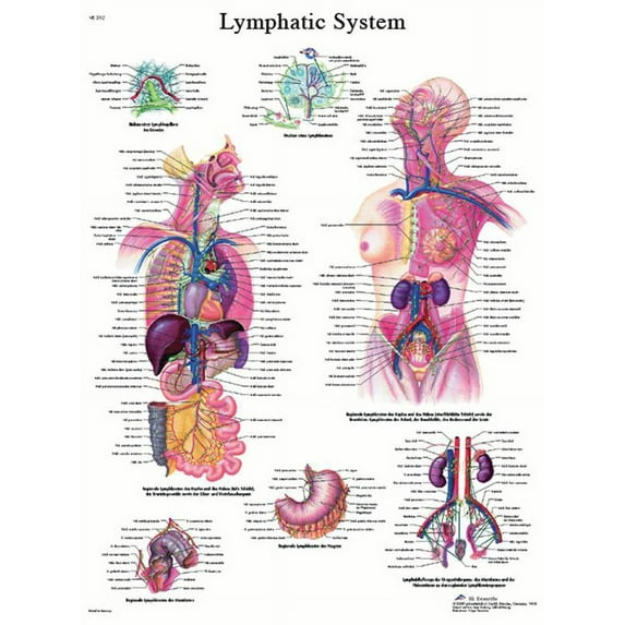 Anatomical chart: lymphatic system, laminated