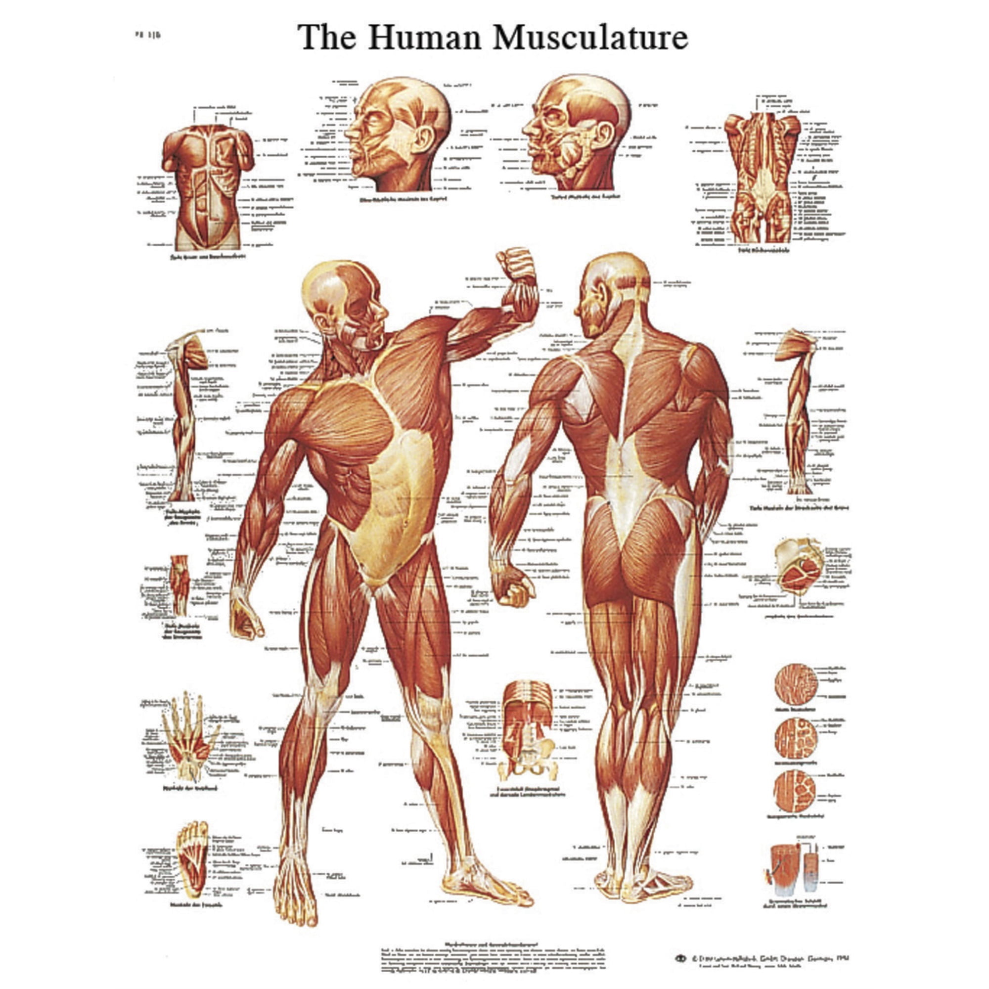 Anatomical chart: musculature,laminated