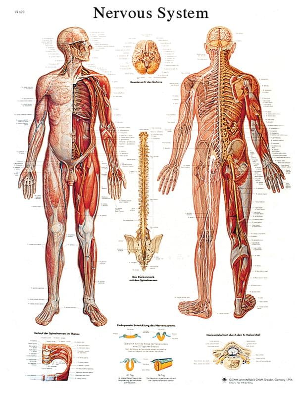 Anatomical chart: nervous system chart, laminated - Walmart.com