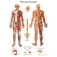 thumbnail image 1 of Anatomical chart: nervous system chart, laminated, 1 of 1