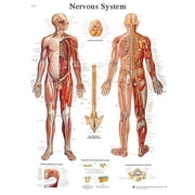 Anatomical chart nervous system chart, laminated