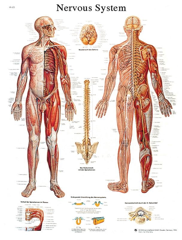 Anatomical chart: nervous system chart, paper