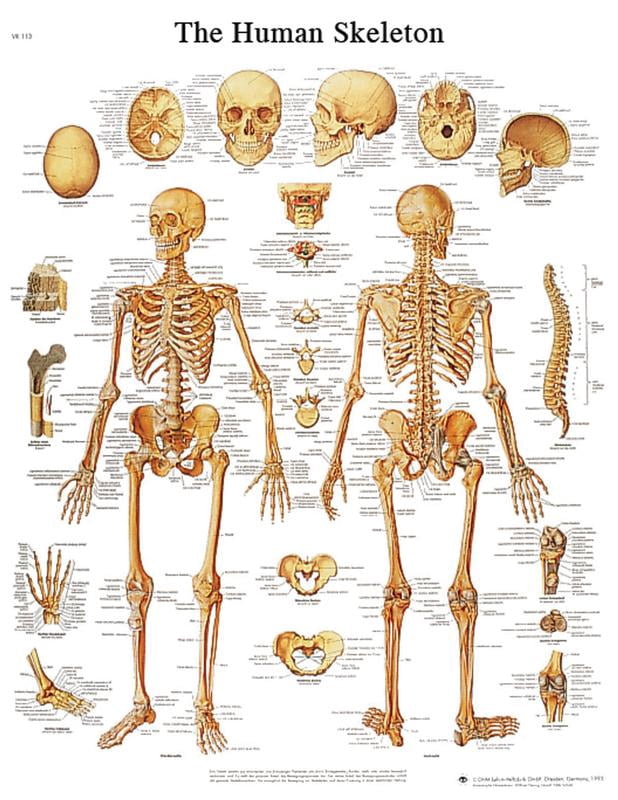 Anatomical chart: skeleton, paper