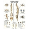 thumbnail image 1 of Anatomical chart: spinal column, paper, 1 of 1