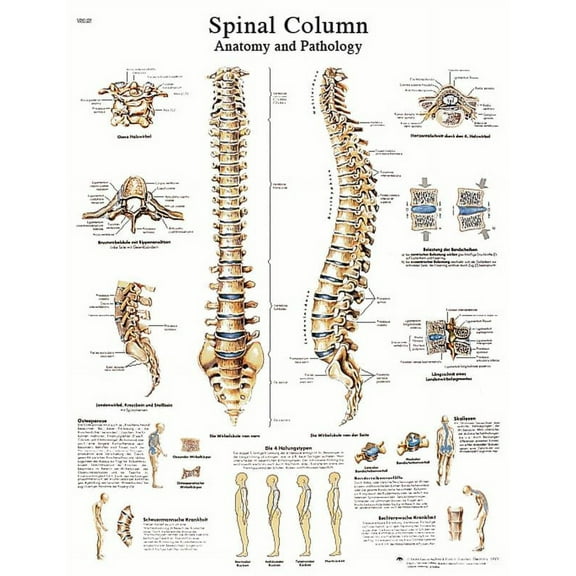 Anatomical chart: spinal column, paper