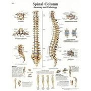 Anatomical chart spinal column, paper