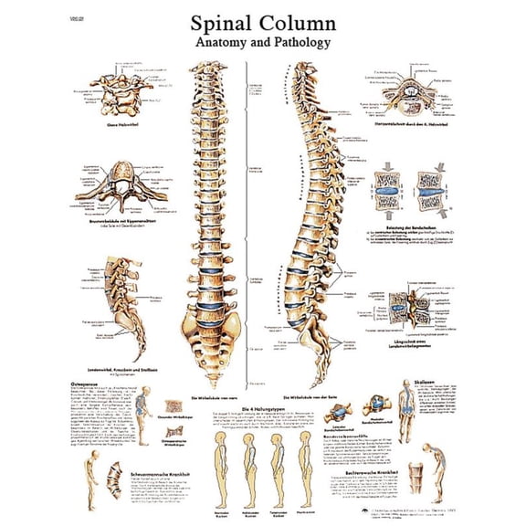 Anatomical chart: spinal column, paper