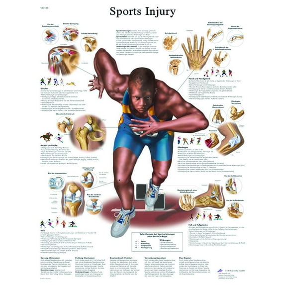 Anatomical chart: sports injuries, laminated
