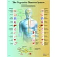 thumbnail image 1 of Anatomical chart: vegetative nervous system, laminated, 1 of 1