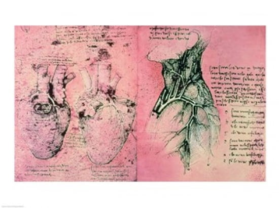 Anatomical drawing of hearts and blood vessels Canvas Art - Leonardo Da Vinci (24 x 18)