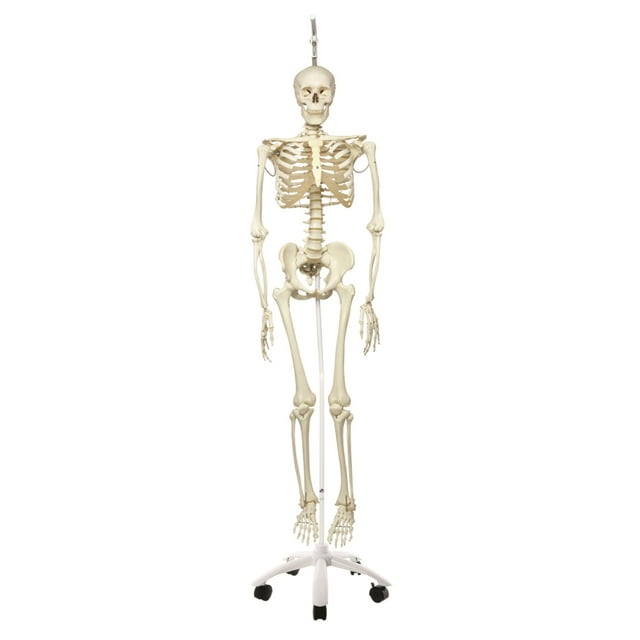 Anatomical model: Phil the physiological skeleton - Walmart.com