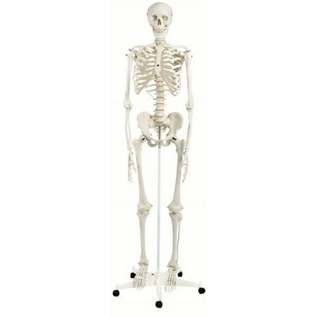 product image of Anatomical model: Stan the standard skeleton