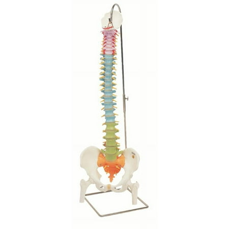 Anatomical model: flexible spine, didactic W/ femur heads